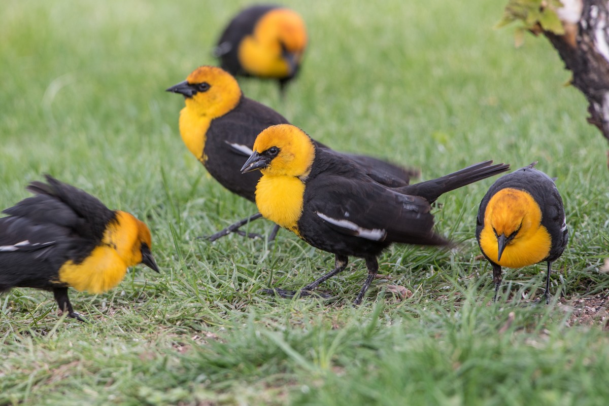 Yellow-headed Blackbird - ML29058841