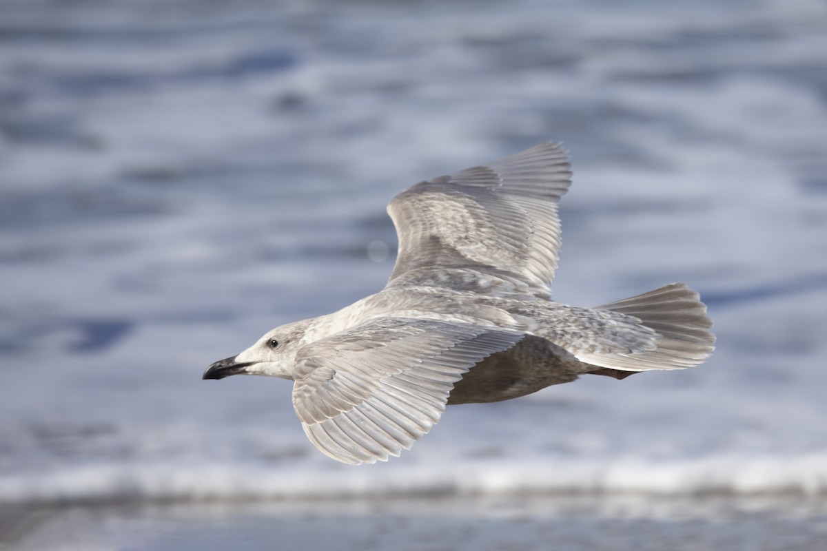 Glaucous-winged Gull - Peter Hawrylyshyn