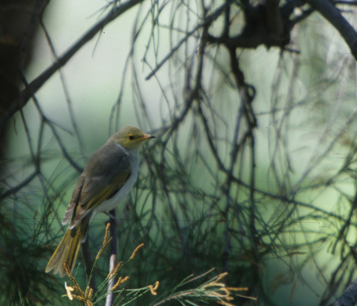 White-plumed Honeyeater - ML290592651