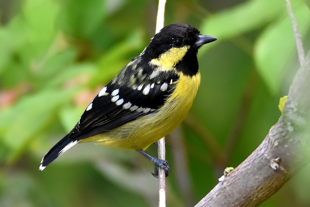 Elegant Tit - Chris Chafer