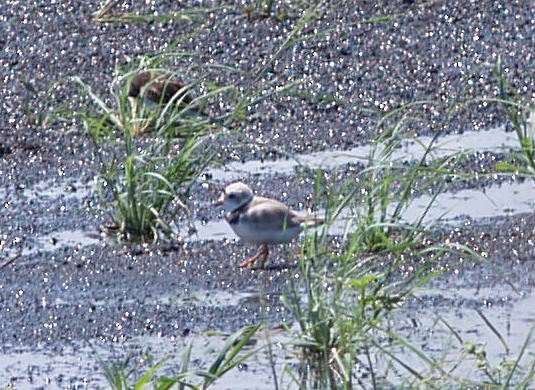 Piping Plover - ML29059871