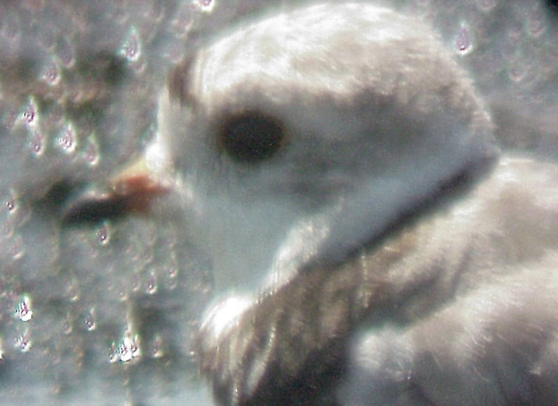 Piping Plover - ML29059931