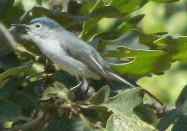 Blue-gray Gnatcatcher - Sally Anderson