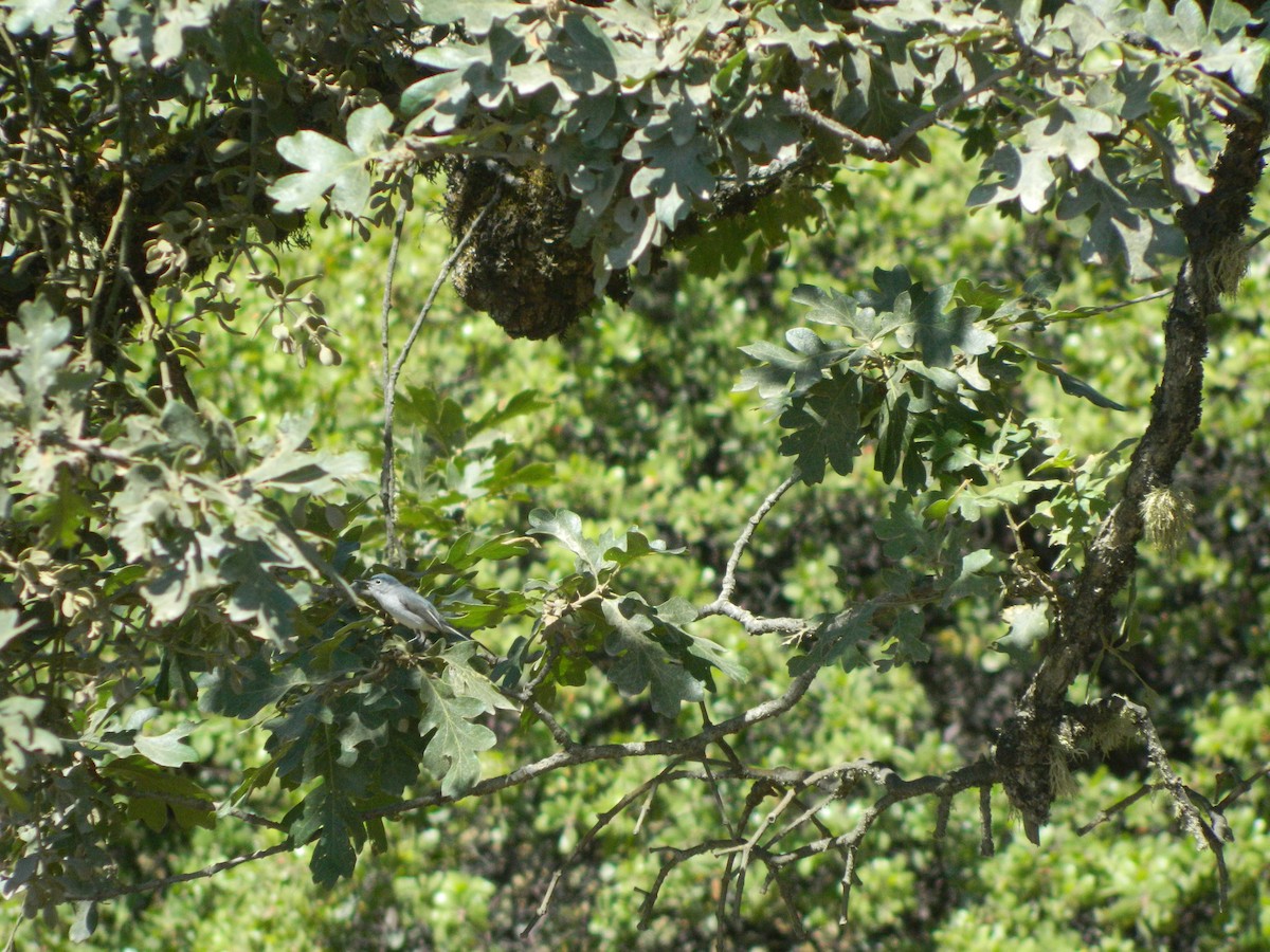 Blue-gray Gnatcatcher - ML290602911