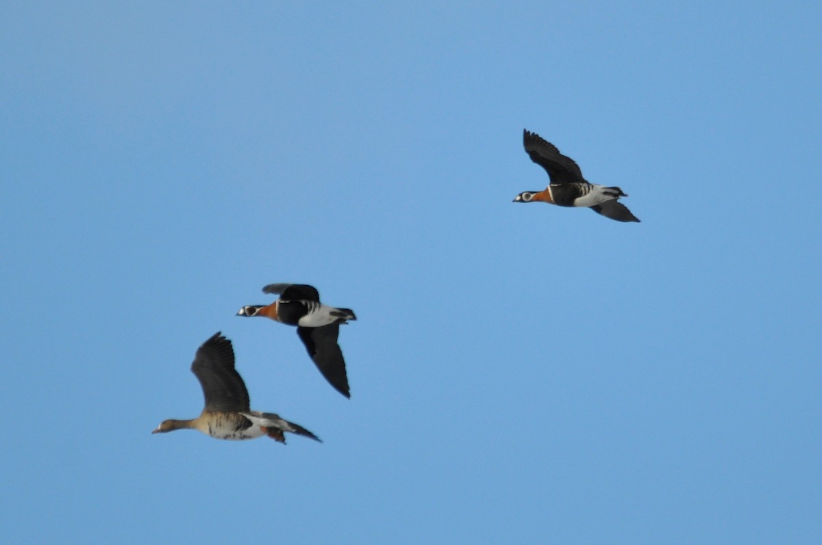 Red-breasted Goose - ML290603331