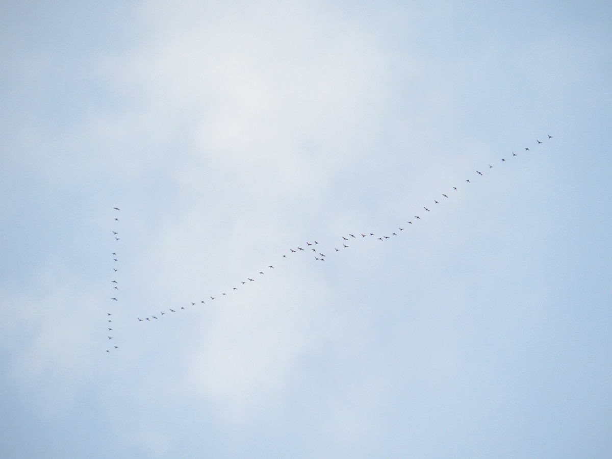 White-winged Scoter - ML29060351