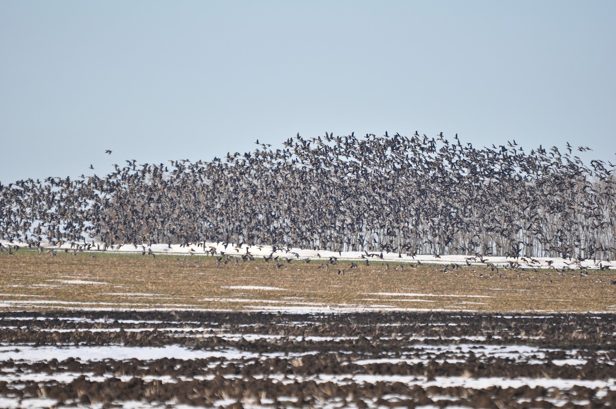 Greater White-fronted Goose (Eurasian) - ML290603591