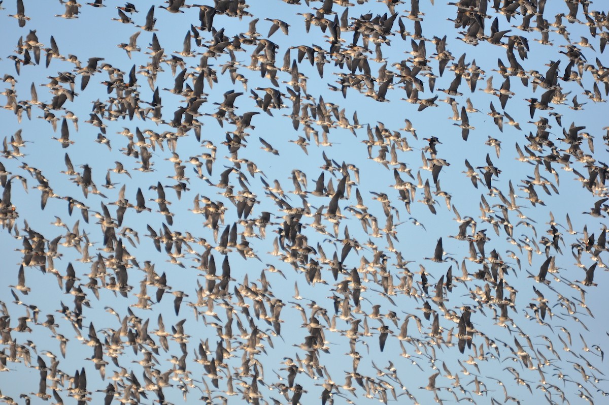 Greater White-fronted Goose (Eurasian) - ML290603631