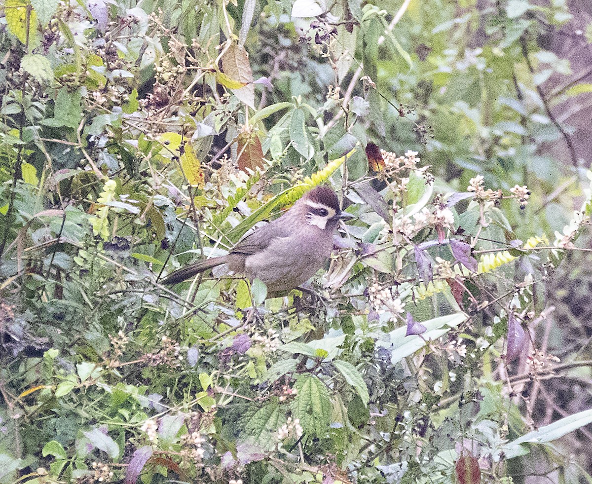 White-browed Laughingthrush - ML290603971