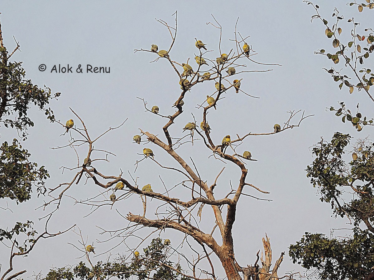 Yellow-footed Green-Pigeon - ML290604321