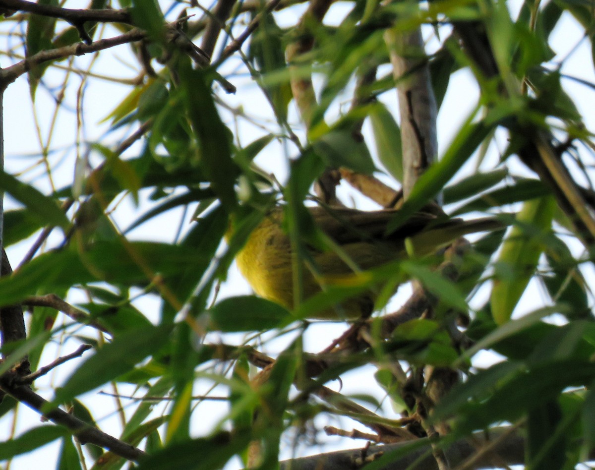 Tickell's Leaf Warbler (Tickell's) - Santharam V