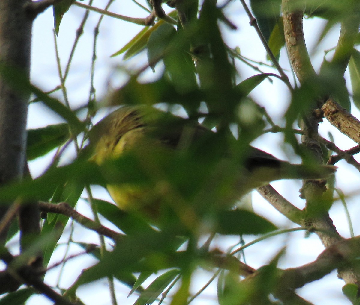 Himalajalaubsänger (affinis/perflavus) - ML290604461