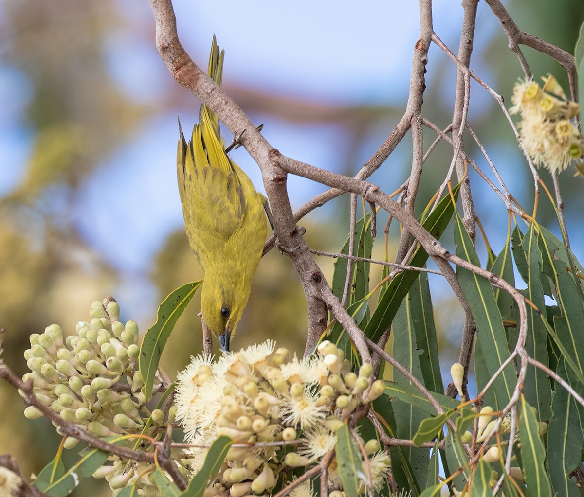 Yellow Honeyeater - Jill Duncan &  Ken Bissett