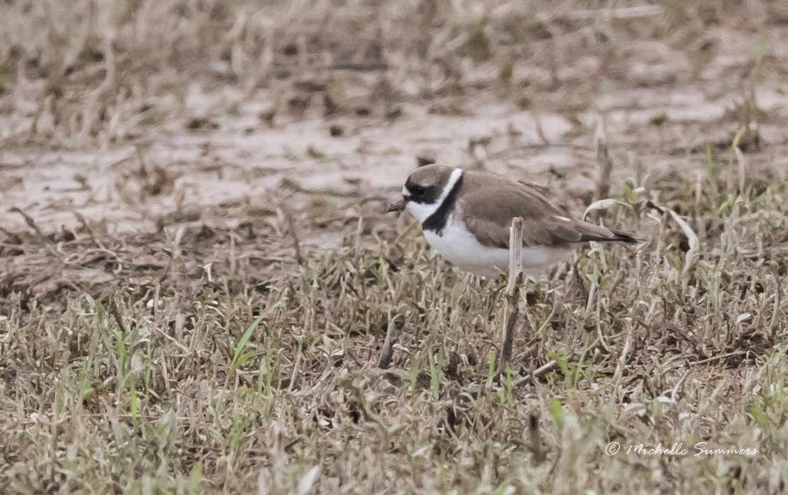 Semipalmated Plover - ML29060561