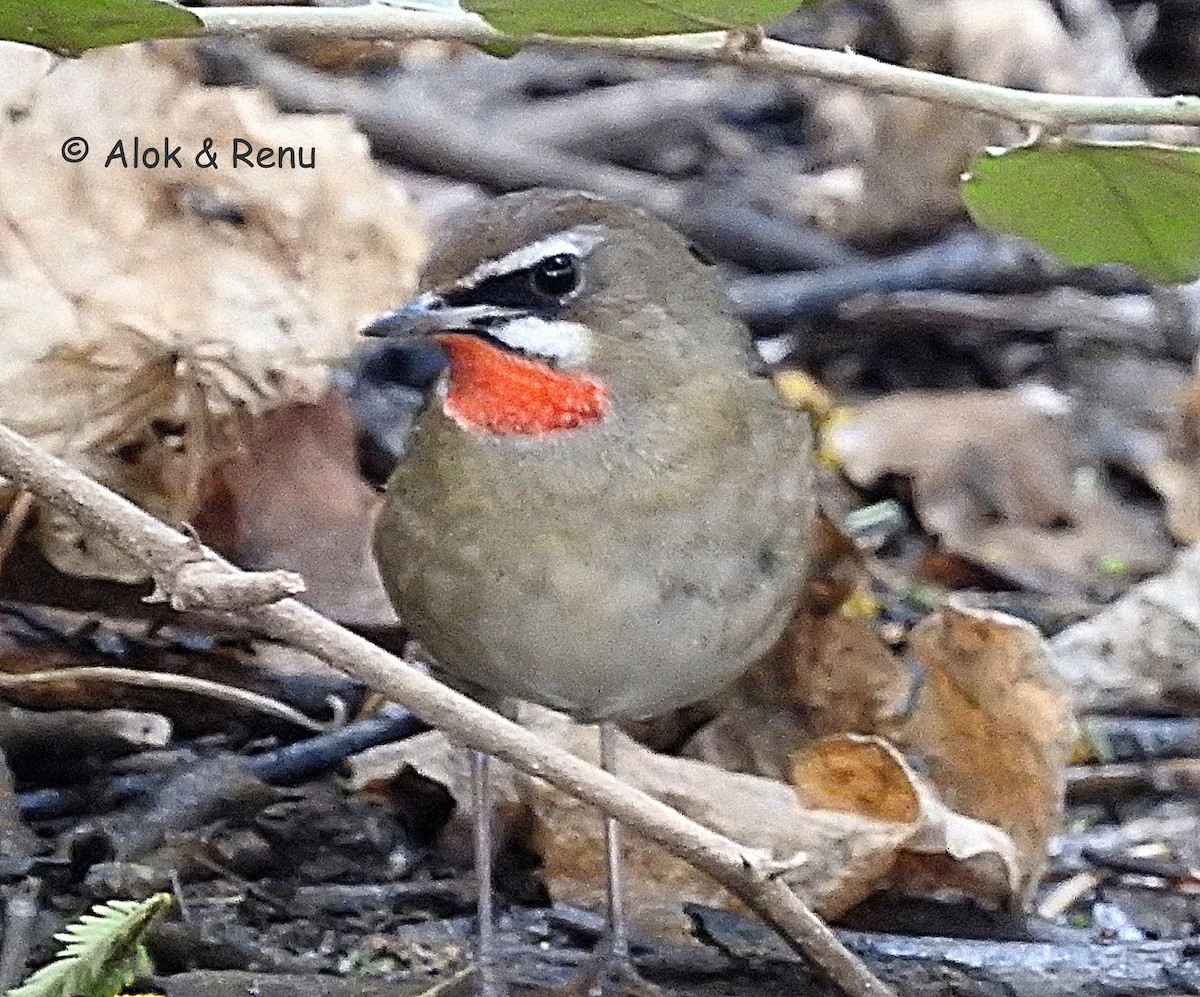 Siberian Rubythroat - ML290605661