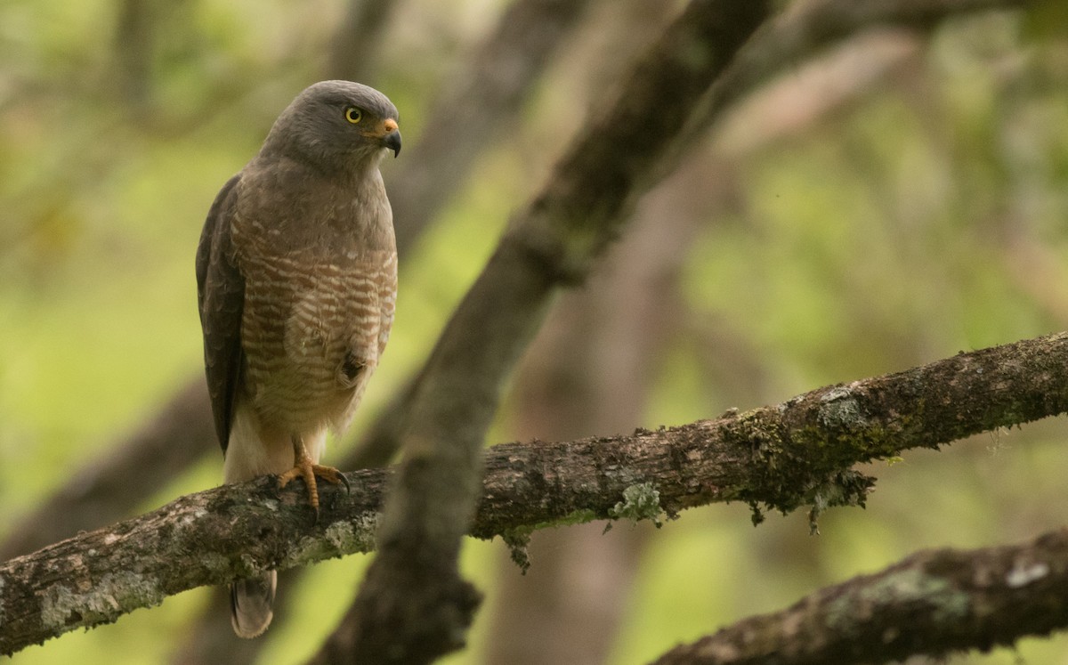 Roadside Hawk - ML290606801