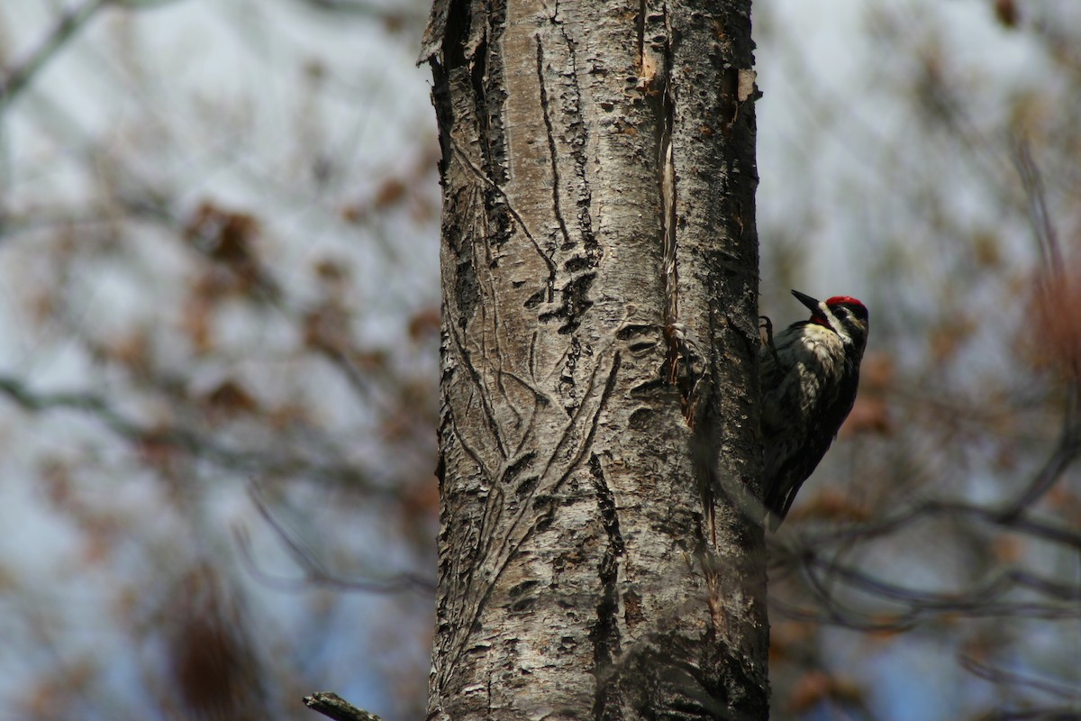 Yellow-bellied Sapsucker - ML29060751