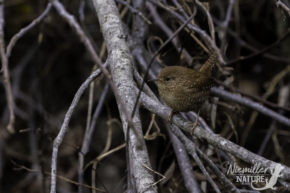 Troglodyte des forêts - ML290608611