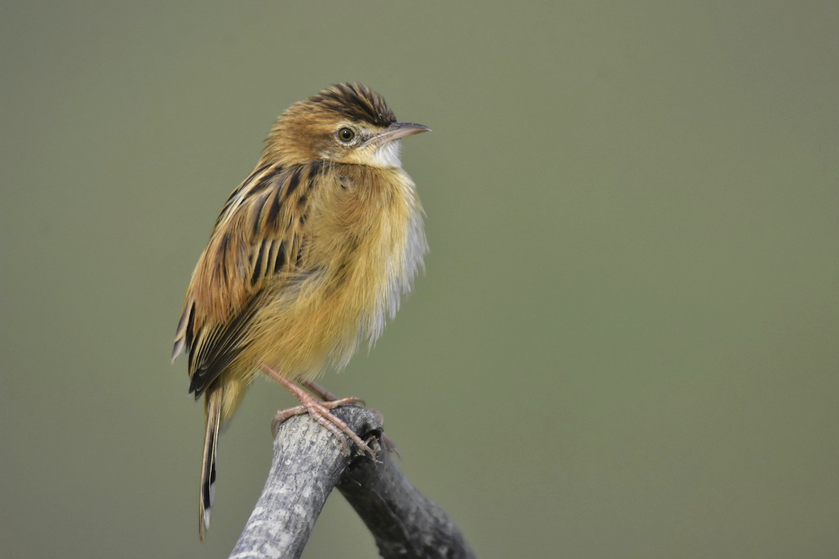 Zitting Cisticola - ML290609121