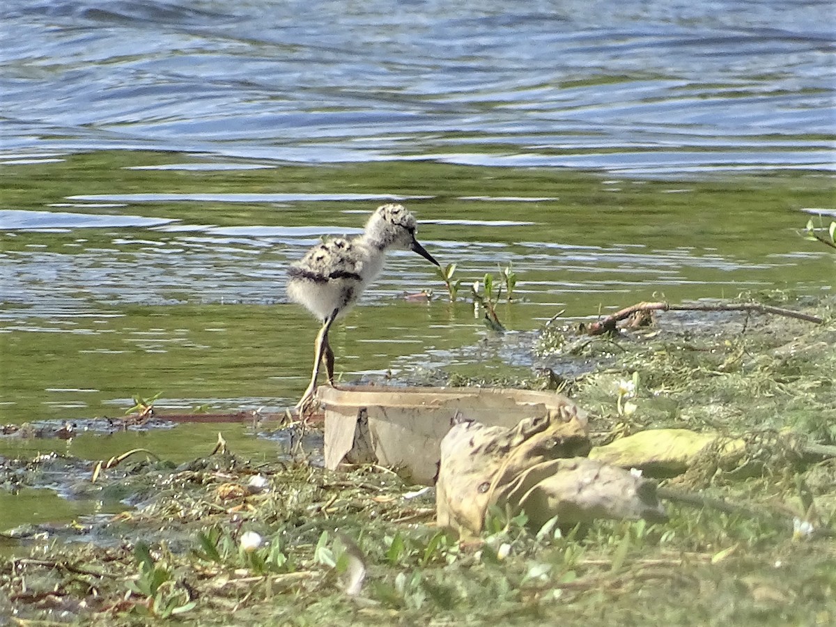 Pied Stilt - ML290609381