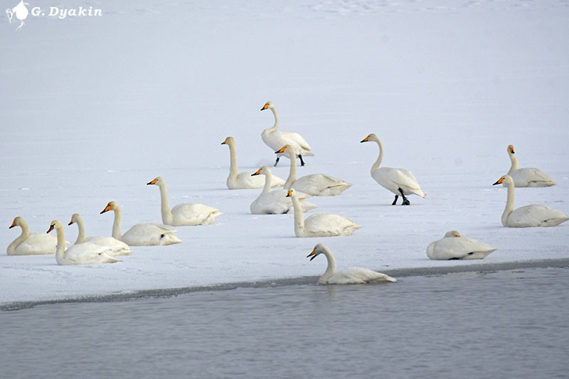 Whooper Swan - ML290609471