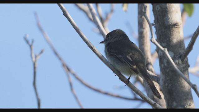 Cuban Pewee - ML290610681