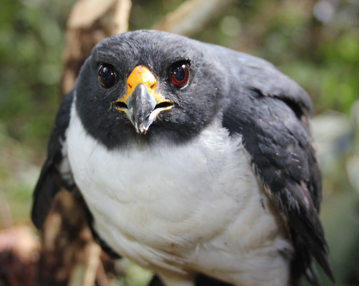 Imitator Sparrowhawk - ML290612111