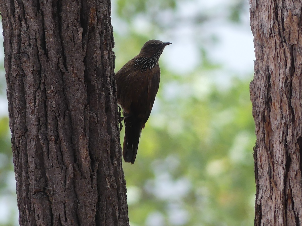 Black-tailed Treecreeper - Mattea Taylor