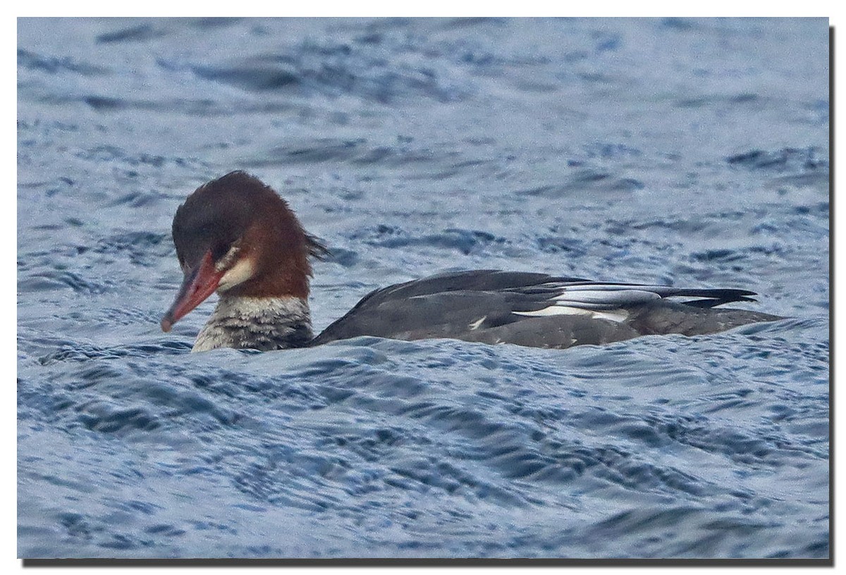 Common Merganser - ML290613021