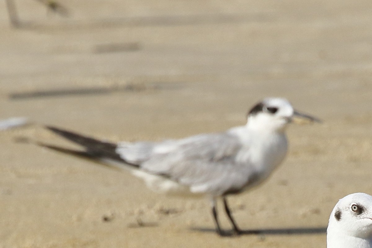 Sandwich Tern - ML290613151