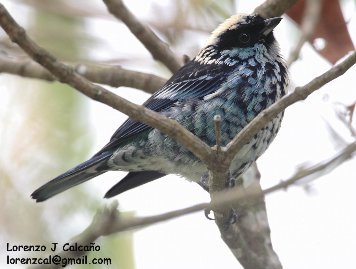 Beryl-spangled Tanager - ML290615221