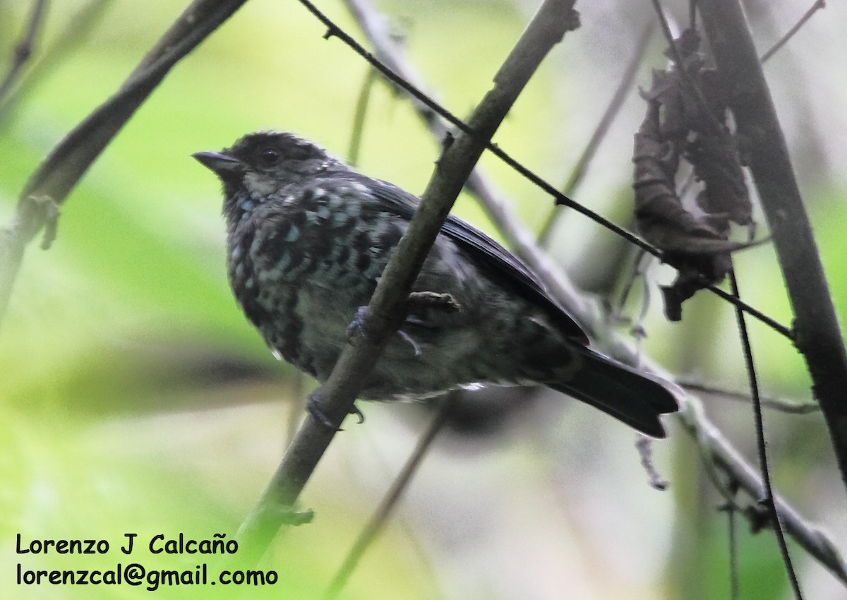 Beryl-spangled Tanager - ML290615381