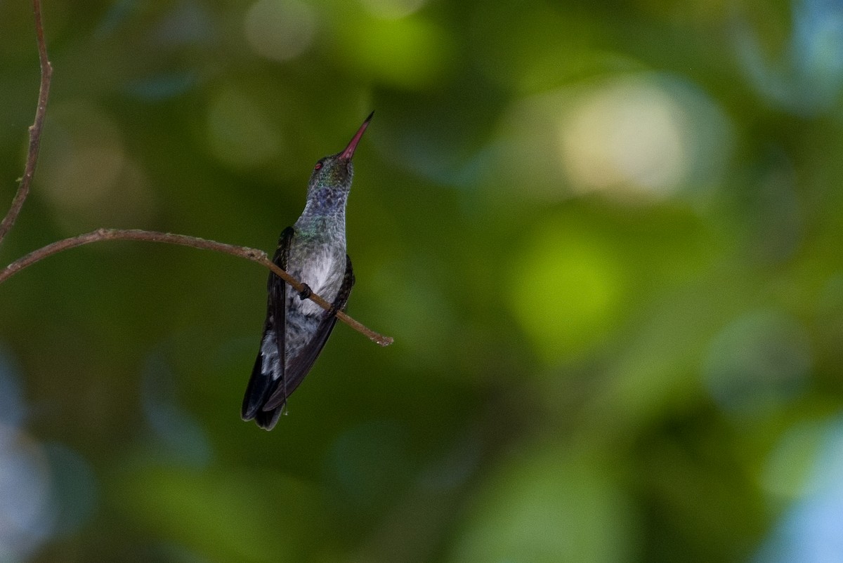 kolibřík modroprsý - ML290616541