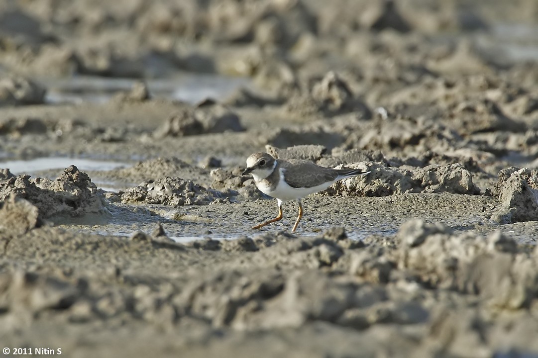 Kentish Plover - ML290616831