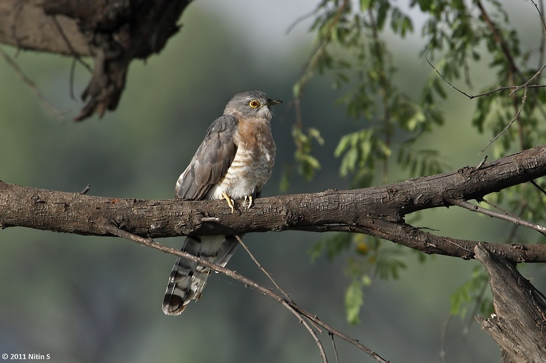 Common Hawk-Cuckoo - Nitin Srinivasa Murthy