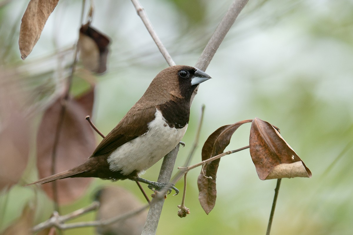 Javan Munia - Boas Emmanuel