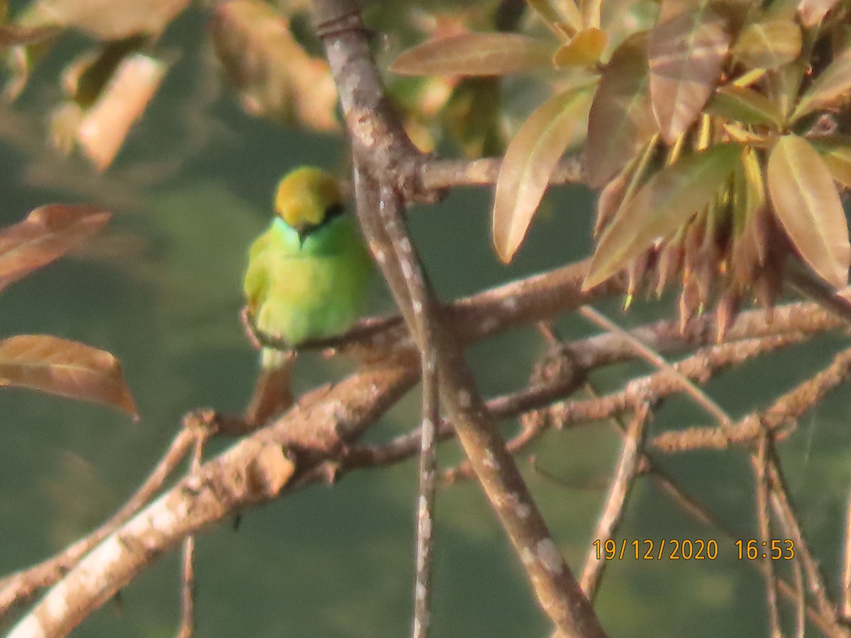 Asian Green Bee-eater - ML290618551