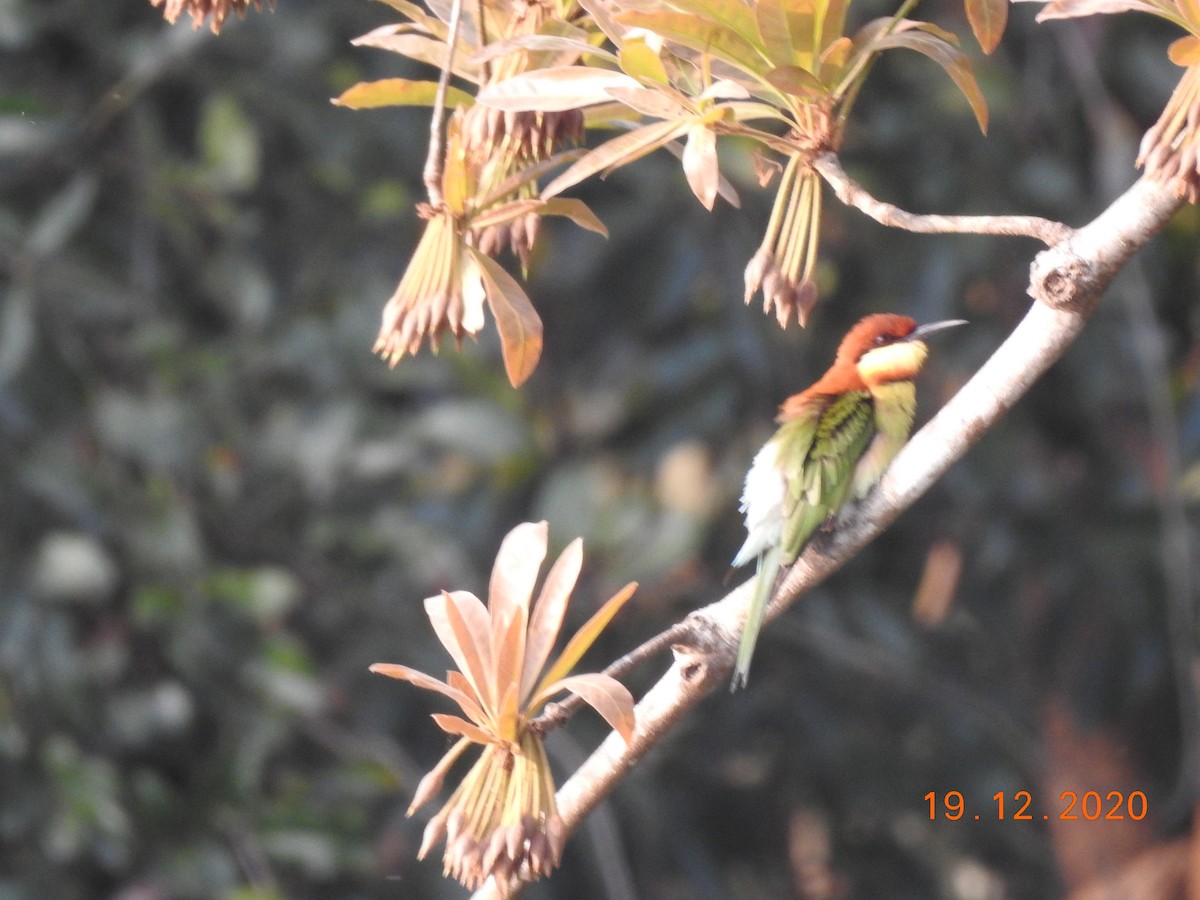 Chestnut-headed Bee-eater - ML290618571