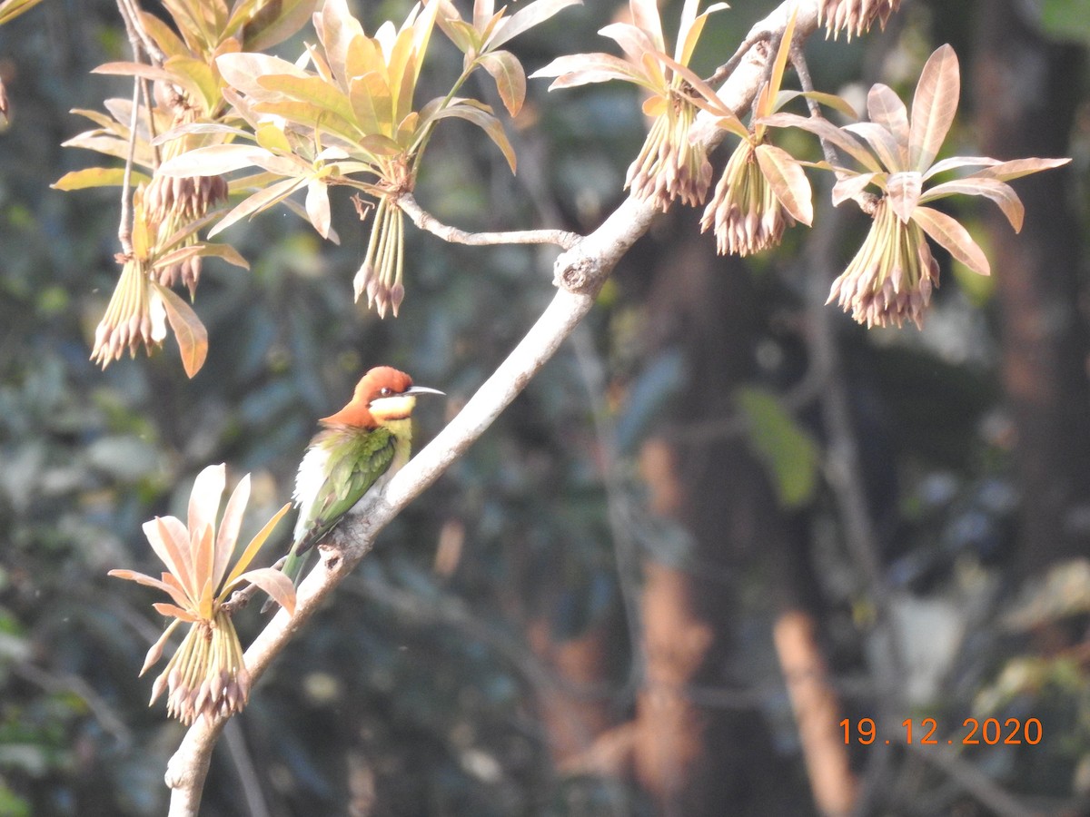 Chestnut-headed Bee-eater - ML290618581