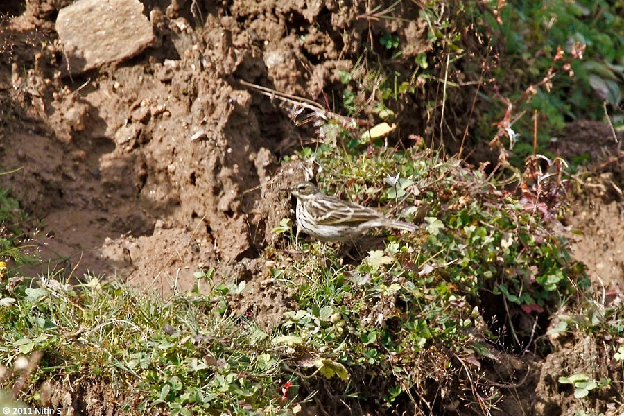 Rosy Pipit - ML290619421