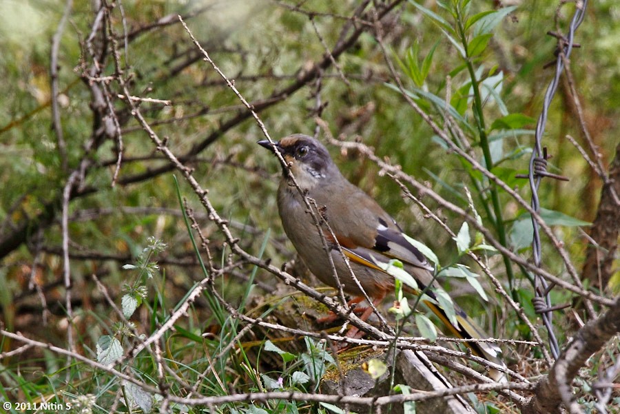 Variegated Laughingthrush - ML290619431