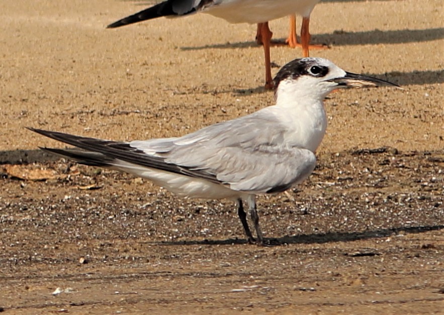 Sandwich Tern - ML290619661