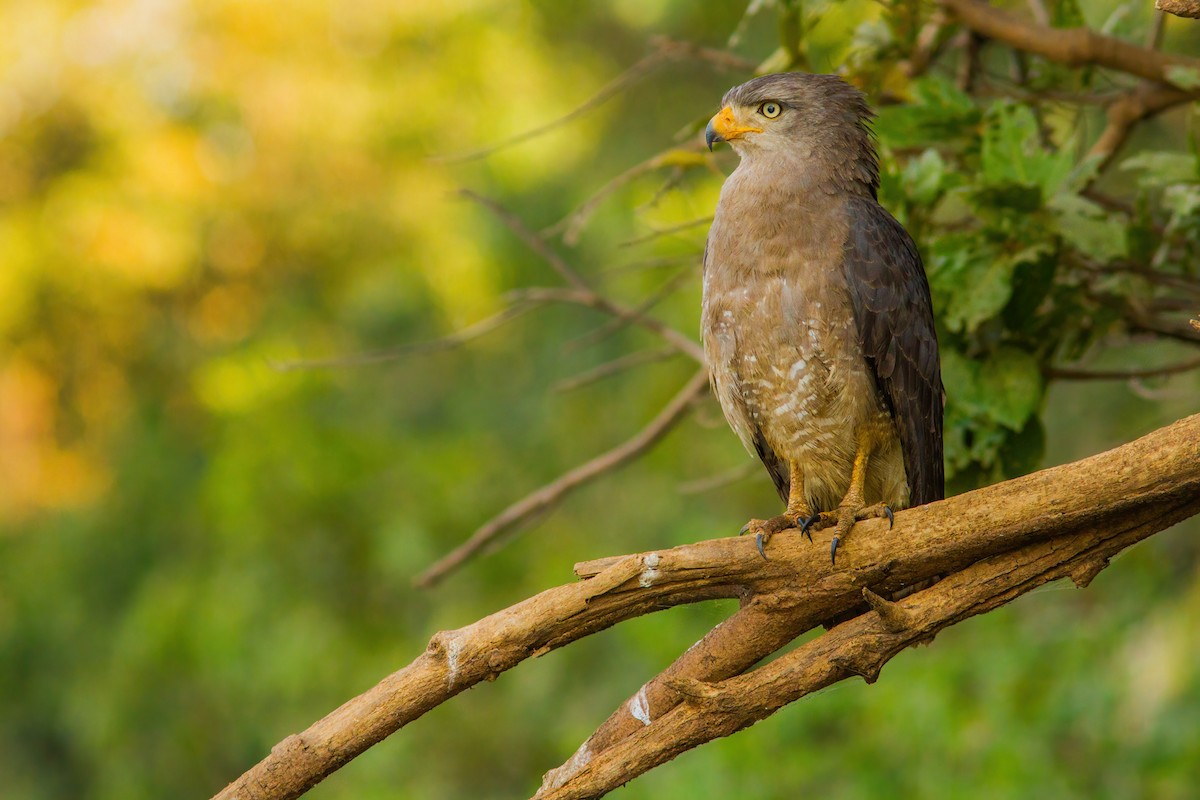 Banded Snake-Eagle - ML290622261