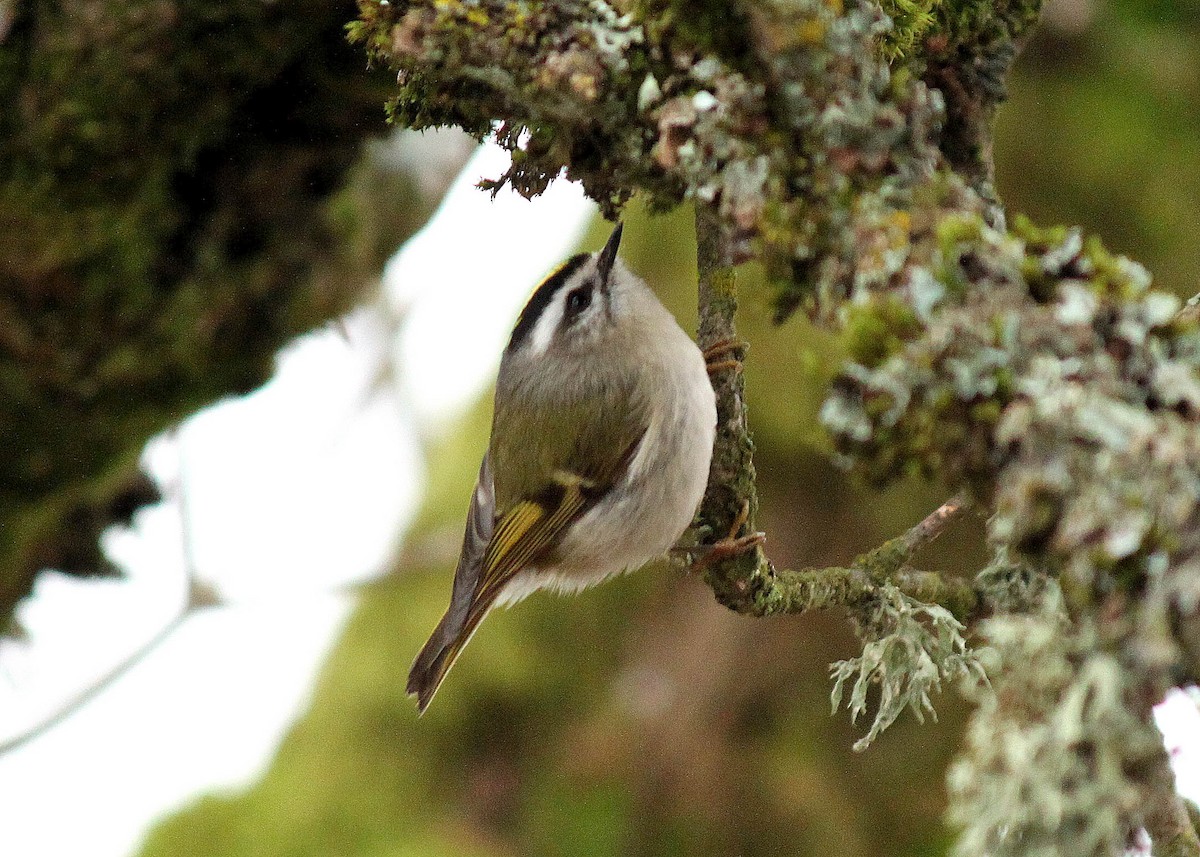 Golden-crowned Kinglet - ML290622841