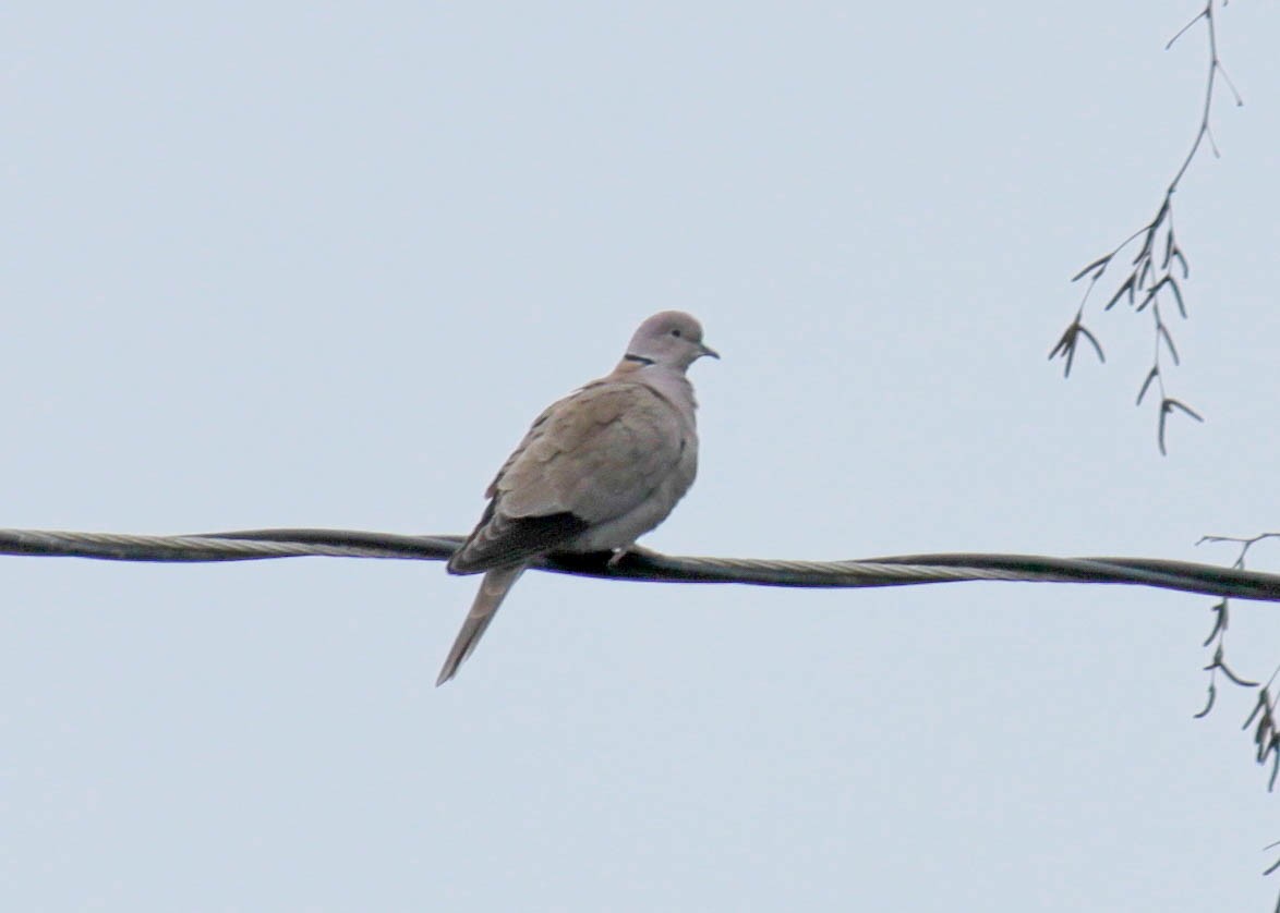 Eurasian Collared-Dove - ML290623331