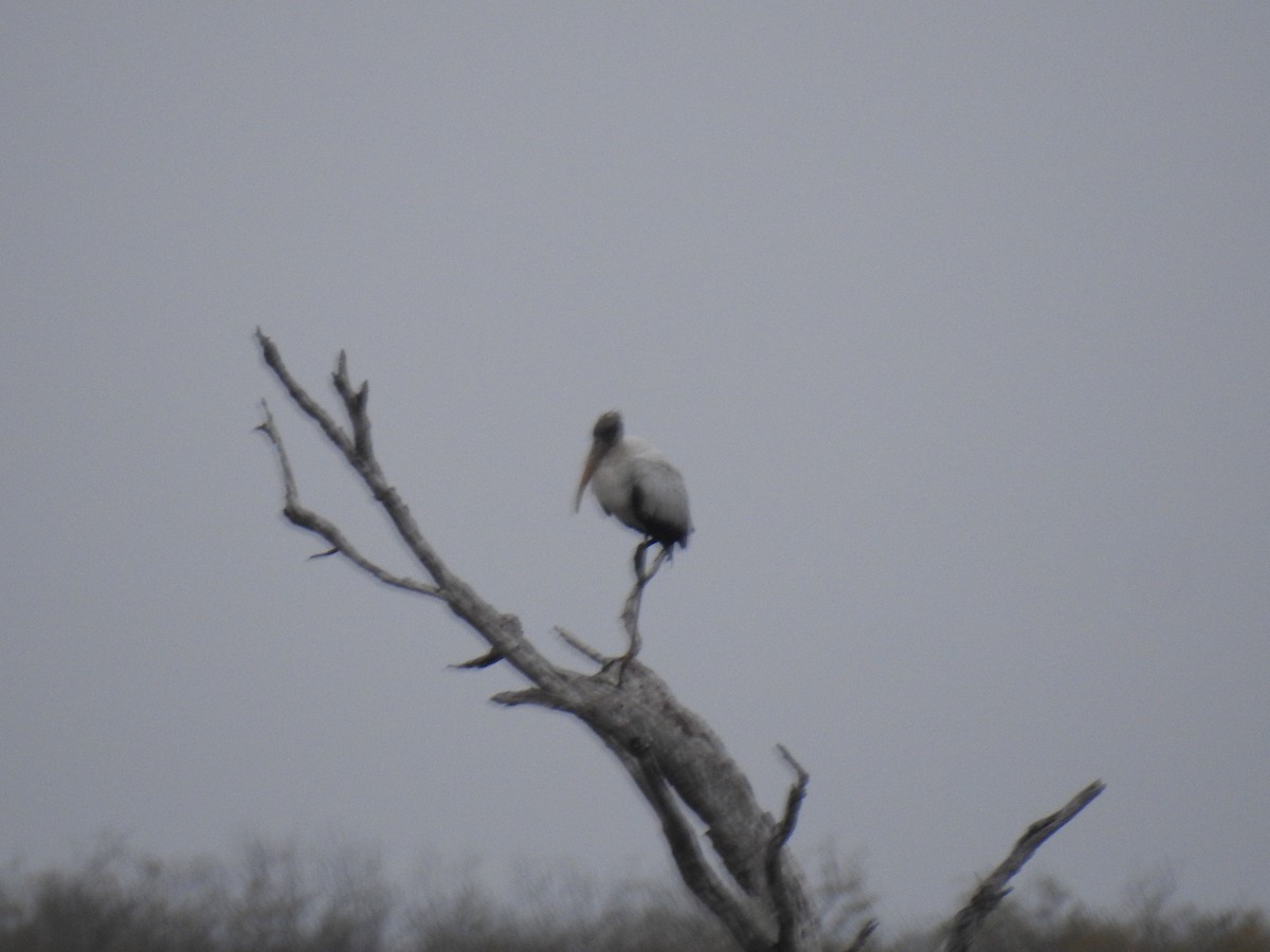 Tántalo Americano - ML290623641