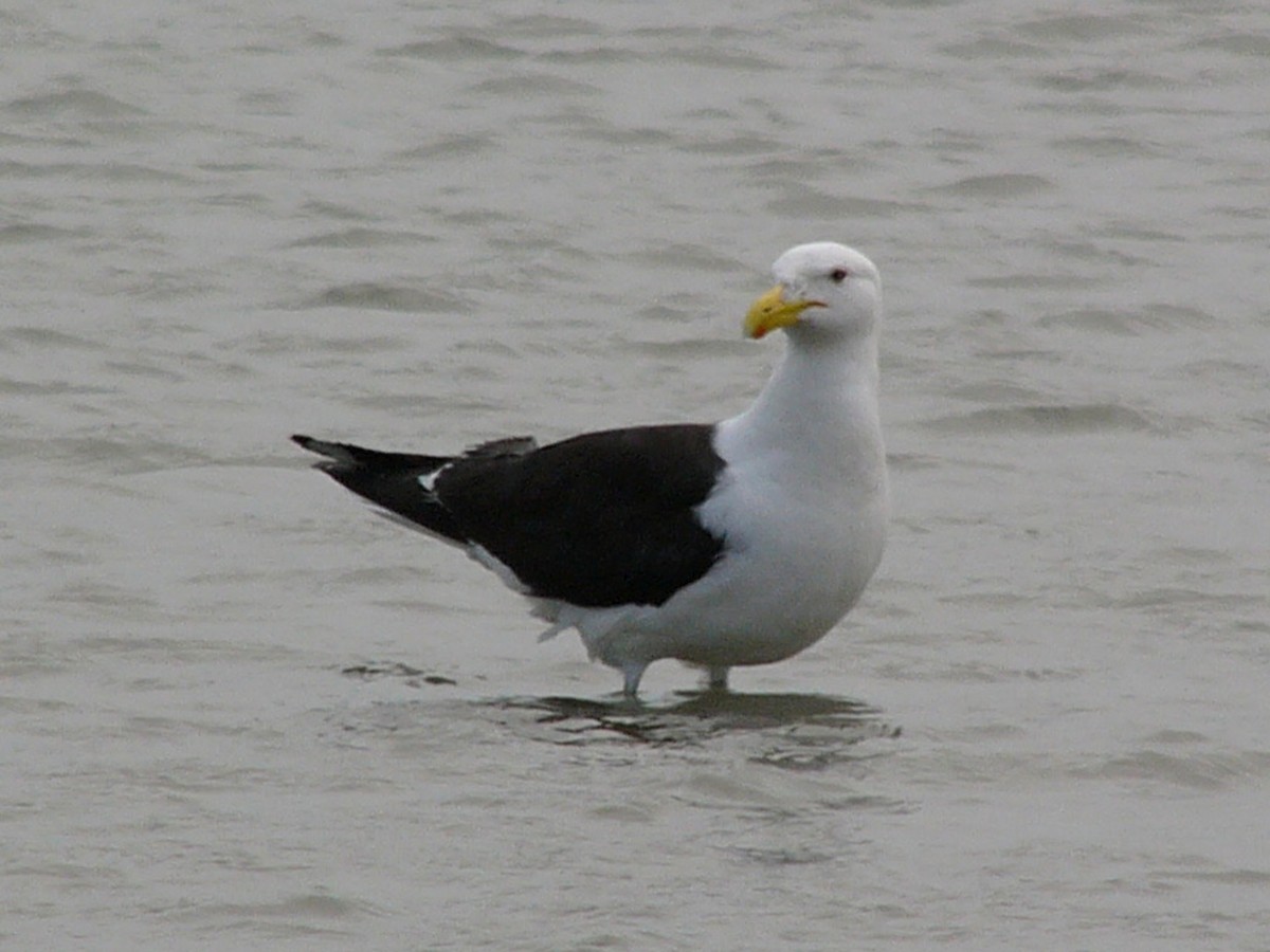 Kelp Gull - Gerd Schön