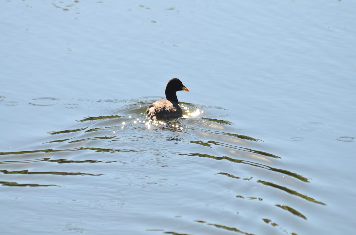 White-winged Coot - ML290624921
