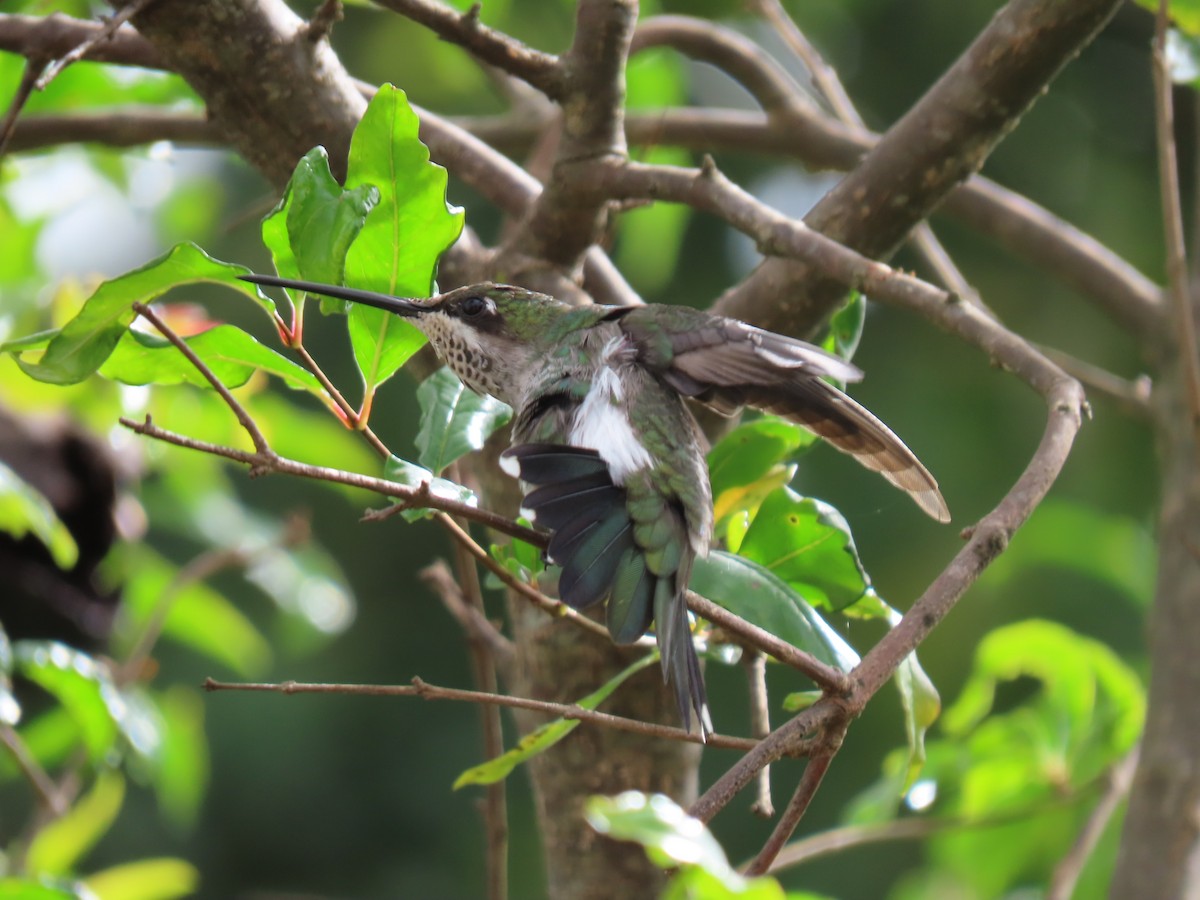 Stripe-breasted Starthroat - ML290625261