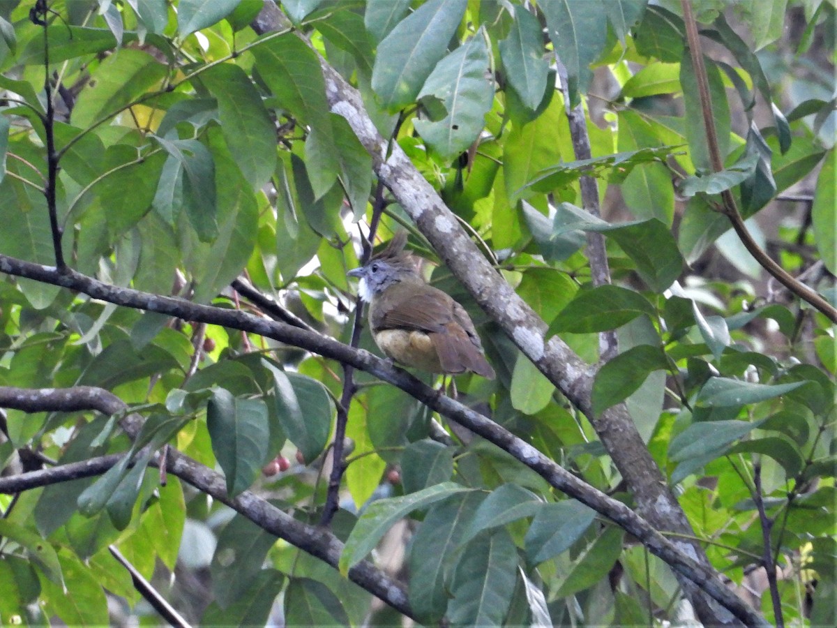 Puff-throated Bulbul - ML290628011